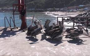 Pelican Birds - Animals - VIDEOTIME.COM
