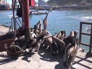 Pelican Birds
