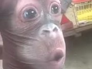 A Human Monkey In A Realistic Way