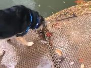 Some Nervous Dogs Hate Swimming
