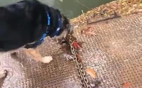 Some Nervous Dogs Hate Swimming - Animals - VIDEOTIME.COM