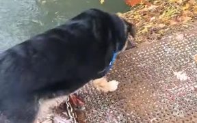Some Nervous Dogs Hate Swimming - Animals - VIDEOTIME.COM