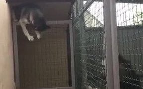 Husky Escaping Captive State - Animals - VIDEOTIME.COM