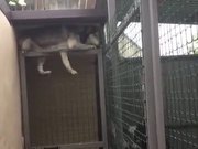 Husky Escaping Captive State