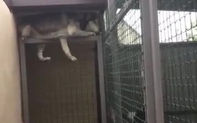 Husky Escaping Captive State - Animals - VIDEOTIME.COM