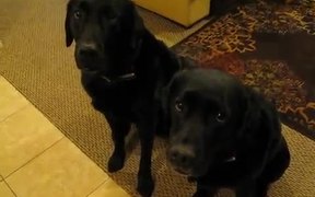 Funny Dog Snitches On Sibling - Animals - VIDEOTIME.COM
