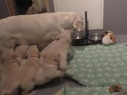 Dog Mother Teaches Her Puppies