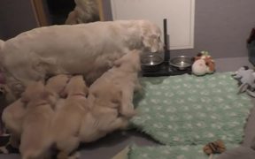 Dog Mother Teaches Her Puppies - Animals - Videotime.com