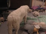 Dog Mother Teaches Her Puppies