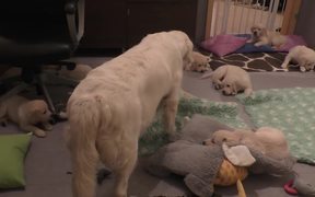 Dog Mother Teaches Her Puppies - Animals - VIDEOTIME.COM