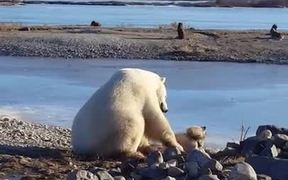 Bear & Dog - Animals - VIDEOTIME.COM