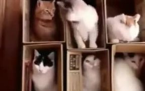 Set Of Open Boxes With Cats In Them - Animals - VIDEOTIME.COM