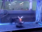 Fish Turns Into A Dangerous Cannibal