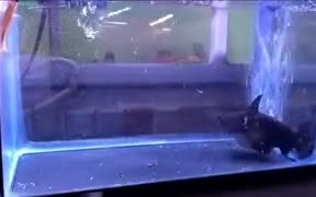 Fish Turns Into A Dangerous Cannibal - Animals - VIDEOTIME.COM