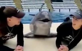 The Kissing Marathon With A Dolphin - Animals - VIDEOTIME.COM