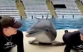 The Kissing Marathon With A Dolphin - Animals - VIDEOTIME.COM