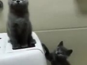 Find Friends Who Can Sync With You Like These Cats