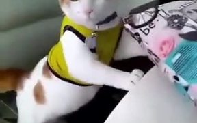 A Meow-Ligan With A Loud Voice - Animals - VIDEOTIME.COM