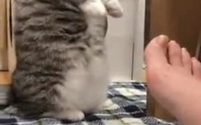 Cat Malfunctioning - Animals - VIDEOTIME.COM
