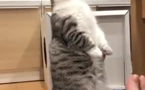 Cat Malfunctioning - Animals - VIDEOTIME.COM
