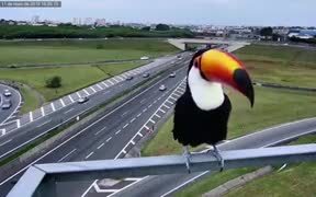 That Beak Is Just Too Big For Its Body - Animals - VIDEOTIME.COM
