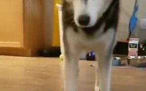 Woah! Who Is The New Pup? - Animals - VIDEOTIME.COM