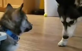 Woah! Who Is The New Pup? - Animals - VIDEOTIME.COM