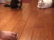 Cat’s Reaction Towards The Things You Get Them