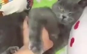 Stroking A Cat In Super Speed - Animals - VIDEOTIME.COM