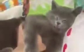 Stroking A Cat In Super Speed - Animals - VIDEOTIME.COM