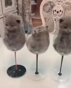 A Glass Of Kittens On The Rocks, Please