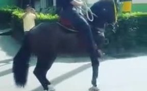 Tap Dancing Horse In Town - Animals - VIDEOTIME.COM
