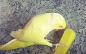 How Parrot Actually Flirt - Animals - VIDEOTIME.COM
