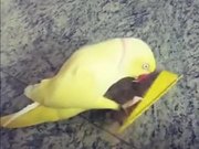 How Parrot Actually Flirt