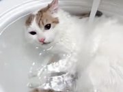Finally, A Cat Who Loves To Take A Bath