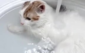 Finally, A Cat Who Loves To Take A Bath - Animals - VIDEOTIME.COM
