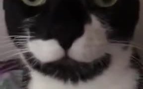 Cat Software Needs Debugging - Animals - VIDEOTIME.COM