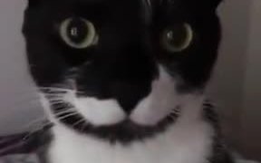 Cat Software Needs Debugging - Animals - VIDEOTIME.COM