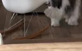 What Kind Of A Chair Is It Human? - Animals - VIDEOTIME.COM
