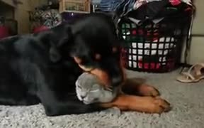 When Someone Hugs You For A Long, Long Time - Animals - VIDEOTIME.COM