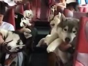 The Best Dog Bus Service In Town