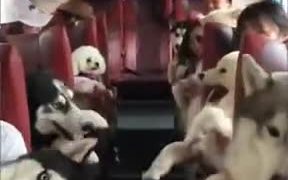 The Best Dog Bus Service In Town - Animals - VIDEOTIME.COM