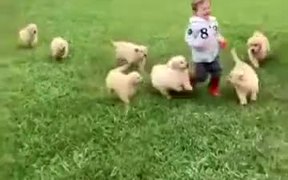 Getting Chased By A Little Ball Of Floofs - Animals - VIDEOTIME.COM