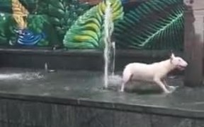 Bull Terrier Having A Fun Time - Animals - VIDEOTIME.COM
