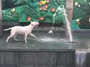 Bull Terrier Having A Fun Time
