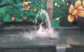 Bull Terrier Having A Fun Time - Animals - VIDEOTIME.COM