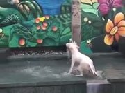Bull Terrier Having A Fun Time