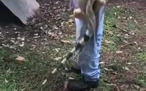 A Humongous Friendly Pet Iguana - Animals - VIDEOTIME.COM