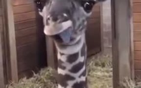Goofy Baby Giraffe Shows Tongue - Animals - VIDEOTIME.COM