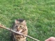 Ever Seen A Cat Playing Fetch? Oddity!